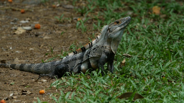 棘尾鬣蜥(Ctenosaura similis)看着相机视频素材