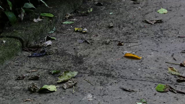 一大群军蚁同时在某一区域觅食视频素材