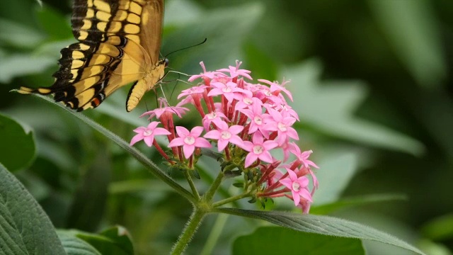 燕尾蝶(Papilio thoas)在世界上最大的蝴蝶天文台拉巴斯视频素材