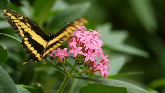 燕尾蝶(Papilio thoas)在世界上最大的蝴蝶天文台拉巴斯视频素材