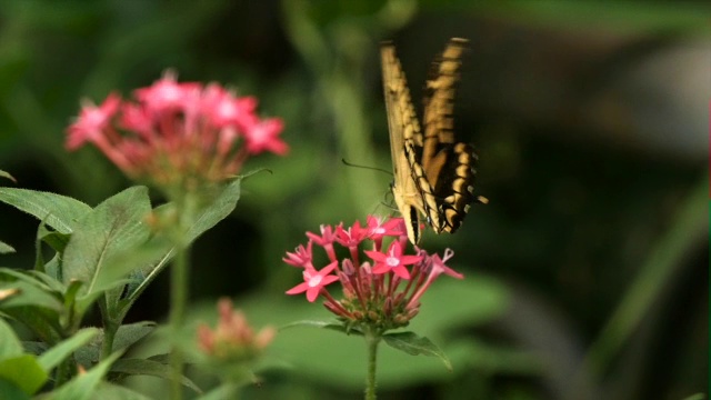 燕尾蝶(Papilio thoas)在世界上最大的蝴蝶天文台拉巴斯视频素材