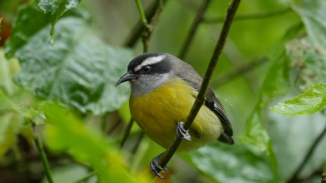 香蕉(Coereba flaveola)树上视频素材