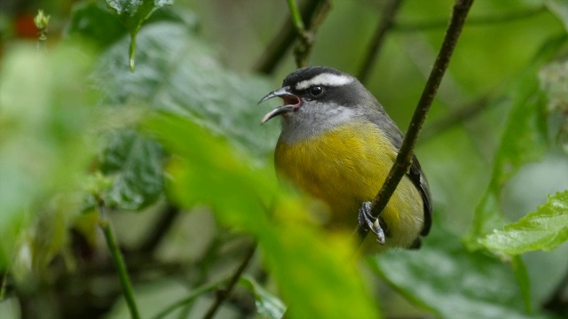 香蕉(Coereba flaveola)树上视频素材