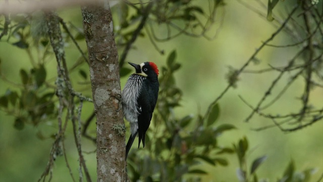 橡子啄木鸟在自然环境中进食(melerpes formicivorus)视频素材