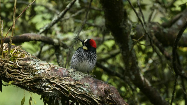 橡子啄木鸟在自然环境中进食(melerpes formicivorus)视频素材