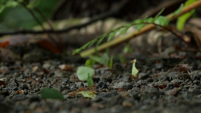 切叶蚁在森林地面上移动树叶视频素材