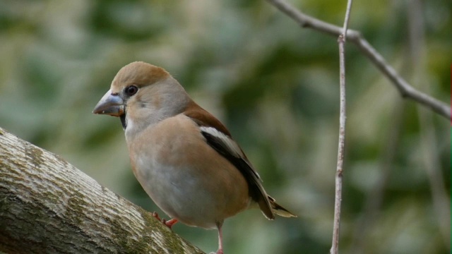 Hawfinch (coccothrastes coccothrastes)栖息在树上视频素材