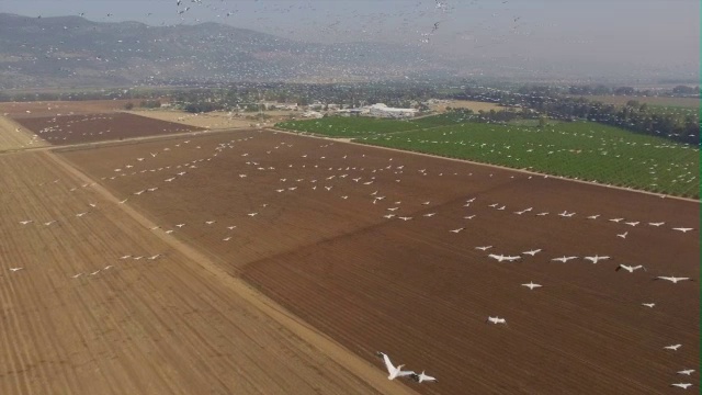 从空中俯瞰呼拉山谷中向北迁徙的大白鹈鹕视频素材