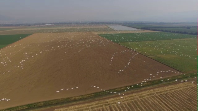 从空中俯瞰呼拉山谷中向北迁徙的大白鹈鹕视频素材