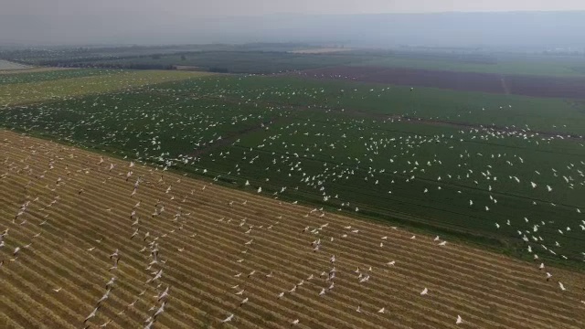 从空中俯瞰呼拉山谷中向北迁徙的大白鹈鹕视频素材