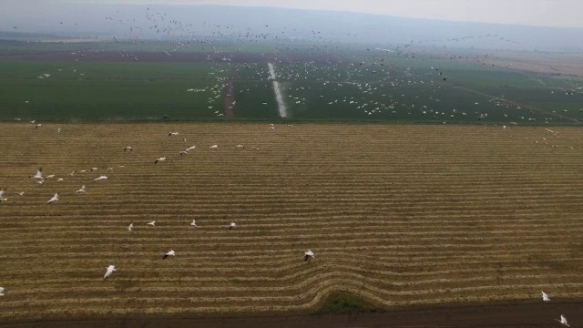 从空中俯瞰呼拉山谷中向北迁徙的大白鹈鹕视频素材