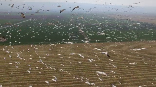 鸟瞰图的大白鹈鹕(pelacanus onocrotalus)在热流中盘旋，在呼拉谷迁移期间视频素材