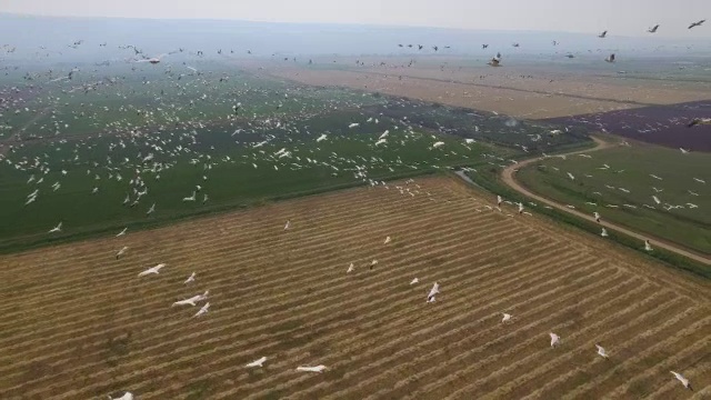 从空中俯瞰呼拉山谷中向北迁徙的大白鹈鹕视频素材