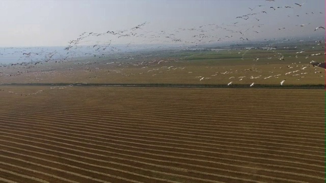 从空中俯瞰呼拉山谷中向北迁徙的大白鹈鹕视频素材