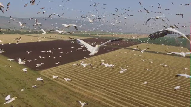 从空中俯瞰呼拉山谷中向北迁徙的大白鹈鹕视频素材