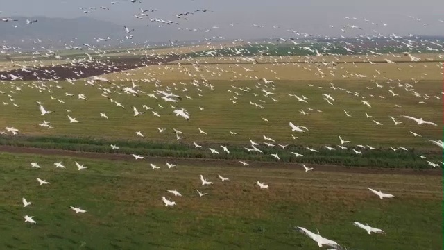 鸟瞰图的大白鹈鹕(pelacanus onocrotalus)在热流中盘旋，在呼拉谷迁移期间视频素材