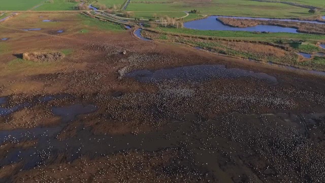 呼拉圈山谷，一辆拖拉机在给一大群欧亚鹤(Grus Grus)喂玉米视频素材