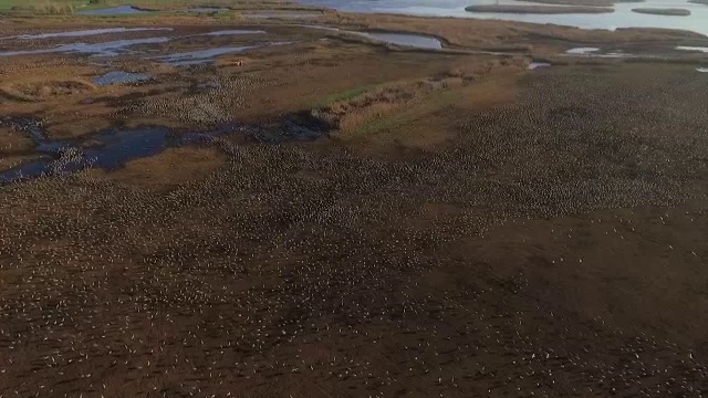 在呼拉山谷，一辆拖拉机正在播撒玉米粒喂一大群欧亚鹤(Grus Grus)视频素材