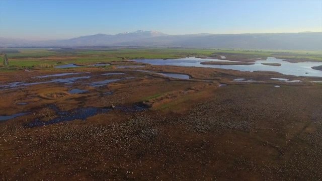 呼拉圈山谷，一辆拖拉机在给一大群欧亚鹤(Grus Grus)喂玉米视频素材