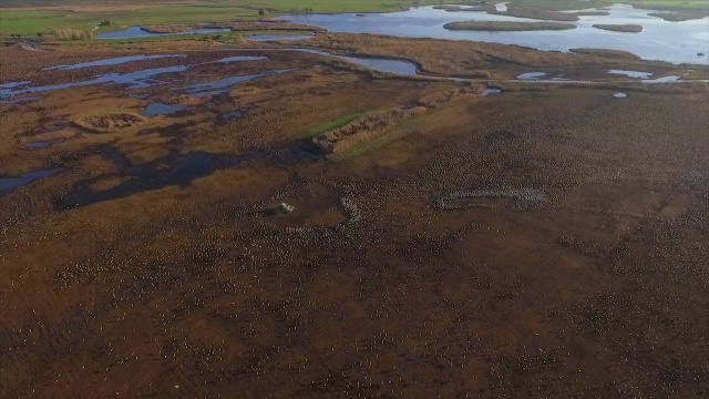 呼拉圈山谷，一辆拖拉机在给一大群欧亚鹤(Grus Grus)喂玉米视频素材