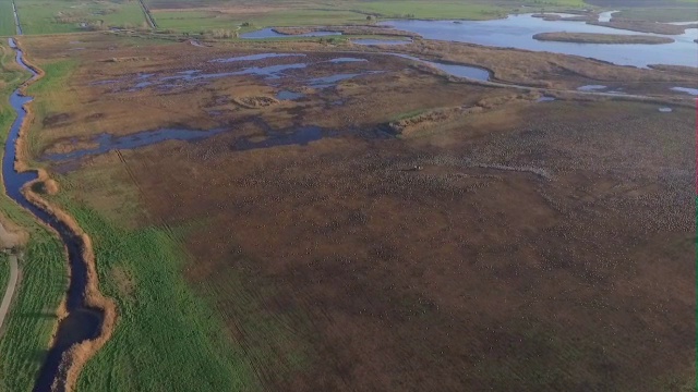 呼拉圈山谷，一辆拖拉机在给一大群欧亚鹤(Grus Grus)喂玉米视频素材