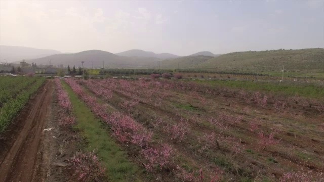 鸟瞰图-粉红色的花，桃园在早春开花视频素材