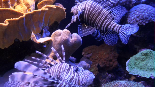 埃拉特海洋中心-狮子鱼(翼狮)游泳在水族馆与橙色红色珊瑚礁的背景视频素材