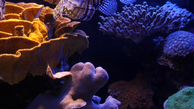 埃拉特海洋中心-狮子鱼(翼狮)游泳在水族馆与橙色红色珊瑚礁的背景视频素材