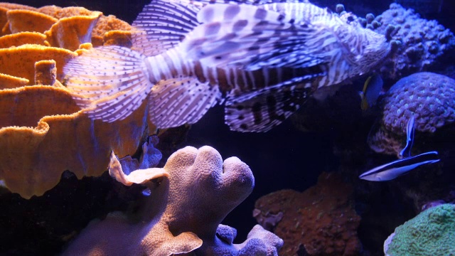 埃拉特海洋中心-狮子鱼(翼狮)游泳在水族馆与橙色红色珊瑚礁的背景视频素材