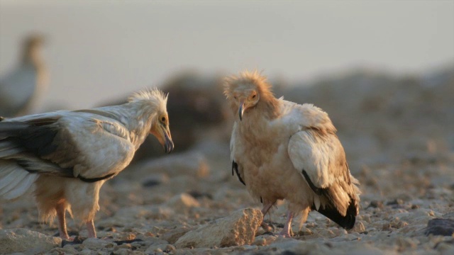 站在沙漠中的埃及秃鹫(Neophron pernopterus)视频素材