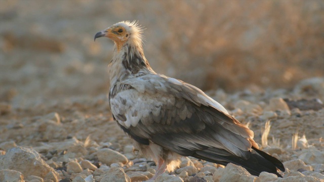 站在沙漠中的埃及秃鹫(Neophron pernopterus)视频素材