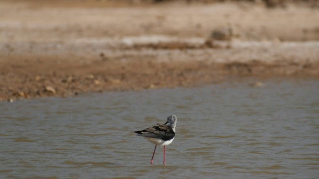 Eilat盐田，K20，黑翅高脚凳，在水中涉水进食视频素材