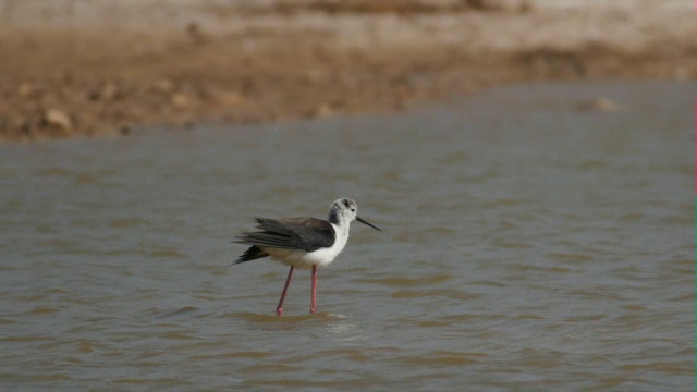 Eilat盐田，K20，黑翅高脚凳，在水中涉水进食视频素材