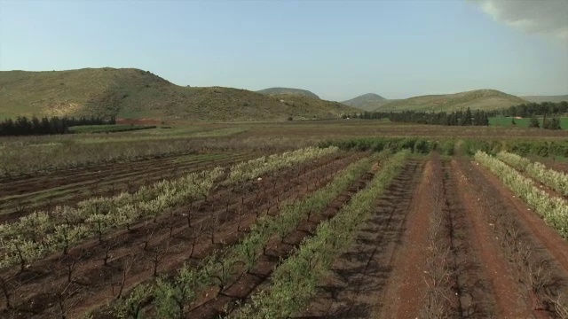 鸟瞰图-白花盛开的果园，早春视频素材