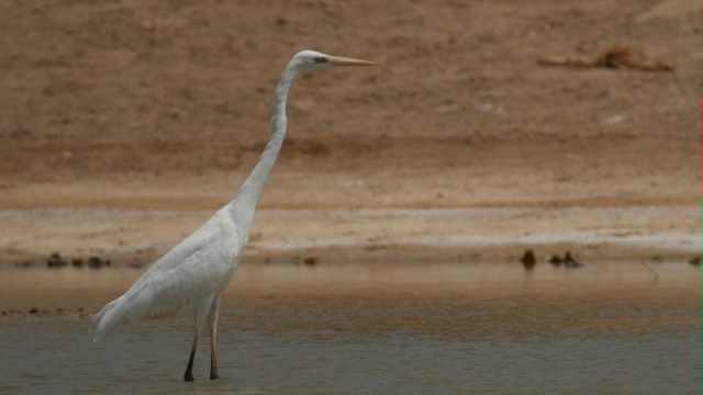 大白鹭(Ardea alba)在自然栖息地视频素材