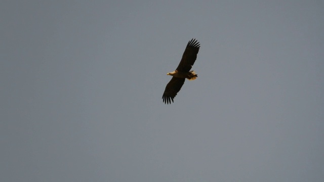 飞行中的白尾鹰(Haliaeetus albicilla)，动作缓慢视频素材