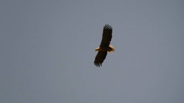 飞行中的白尾鹰(Haliaeetus albicilla)，动作缓慢视频素材