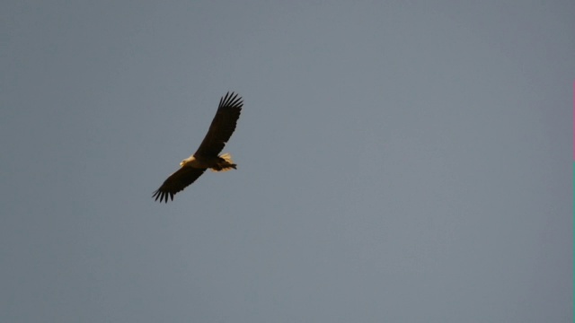 飞行中的白尾鹰(Haliaeetus albicilla)，动作缓慢视频素材