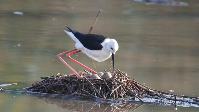 在浅水中筑巢的黑色有翅膀的高跷鸟(Himantopus Himantopus)视频素材