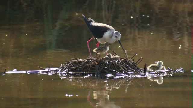 黑翼高跷(Himantopus Himantopus)在巢视频素材