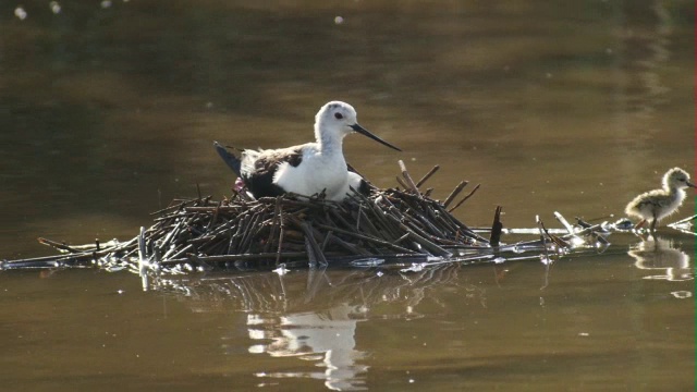 黑翼高跷(Himantopus Himantopus)筑巢视频素材