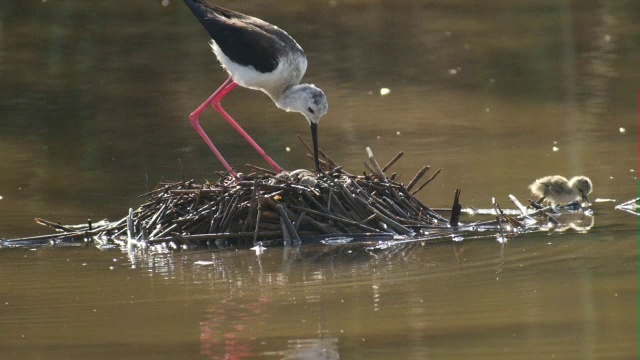 黑翼高跷(Himantopus Himantopus)在巢视频素材