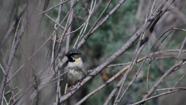 死海雀(Passer moabiticus)在巢视频素材