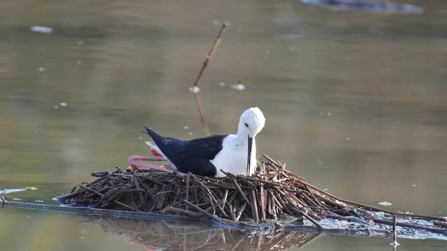 在浅水中筑巢的黑色有翅膀的高跷鸟(Himantopus Himantopus)视频素材