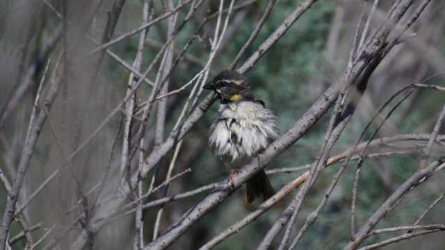 死海雀(Passer moabiticus)在巢视频素材