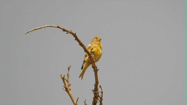 Stellagama 蜥蜴 (Stellagama stellio)视频素材