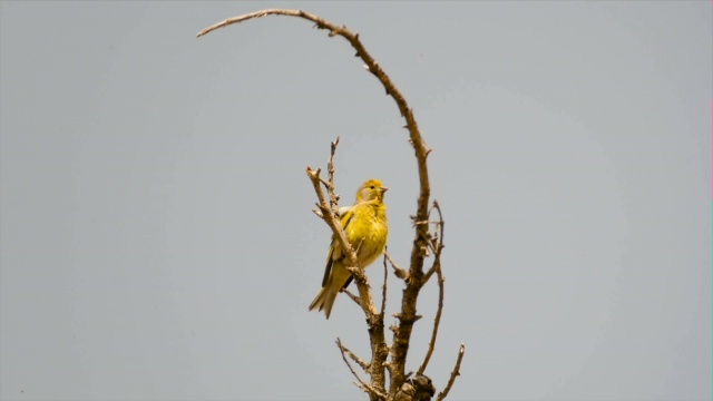 叙利亚赛林(Serinus syriacus)，在一棵树上唱歌视频素材