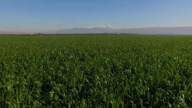 鸟瞰图-飞行在绿油油的麦田在呼拉山谷与黑门山的背景视频素材