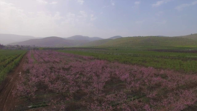 鸟瞰图-粉红色的花，桃园在早春开花视频素材