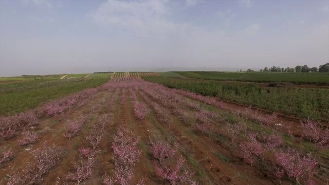 鸟瞰图-粉红色的花，桃园在早春开花视频素材